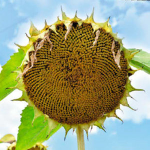 Фото 3. Насіння соняшнику Аркона