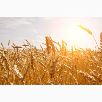 Купуємо пшеницю фуражну також 3клас по Тернопільській області
