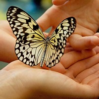 Живые бабочки подарить невесте, жене, любимой, девушке, дочери, подруге