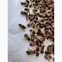 Пчелиный подмор ( хитозан пчел )