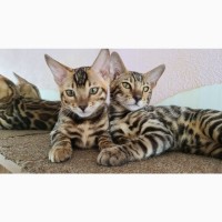 Продаж кішок і кошенят породи бенгальська Україна