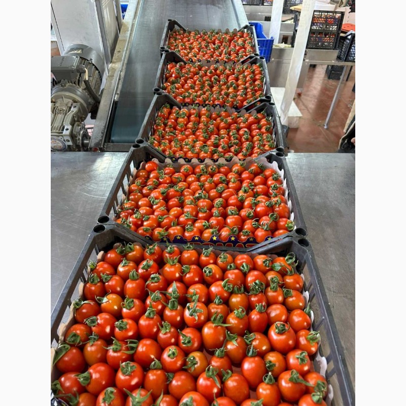 Фото 6. Томати, помідори, перець, кабачки Турція Опт FCA