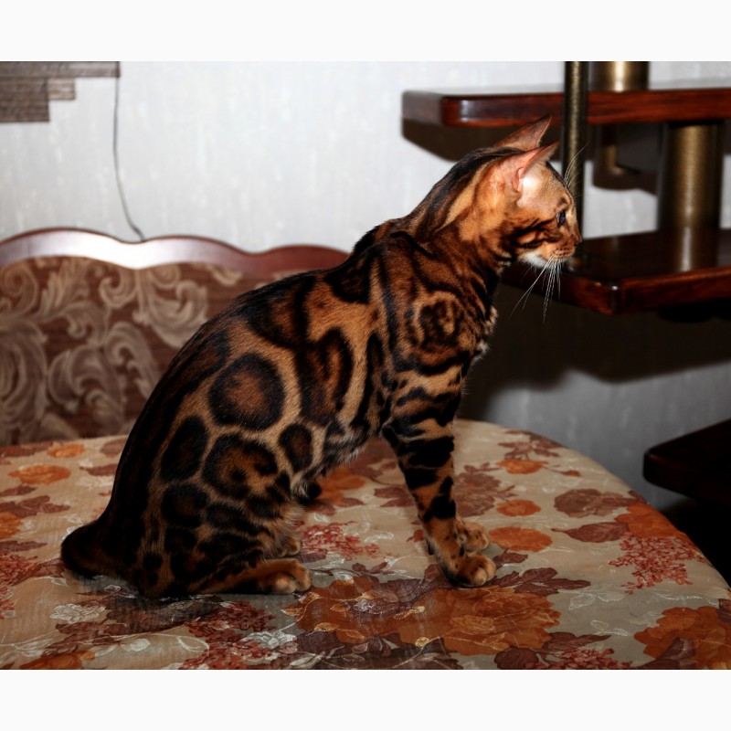 Фото 4. Вязка с бенгальским котом
