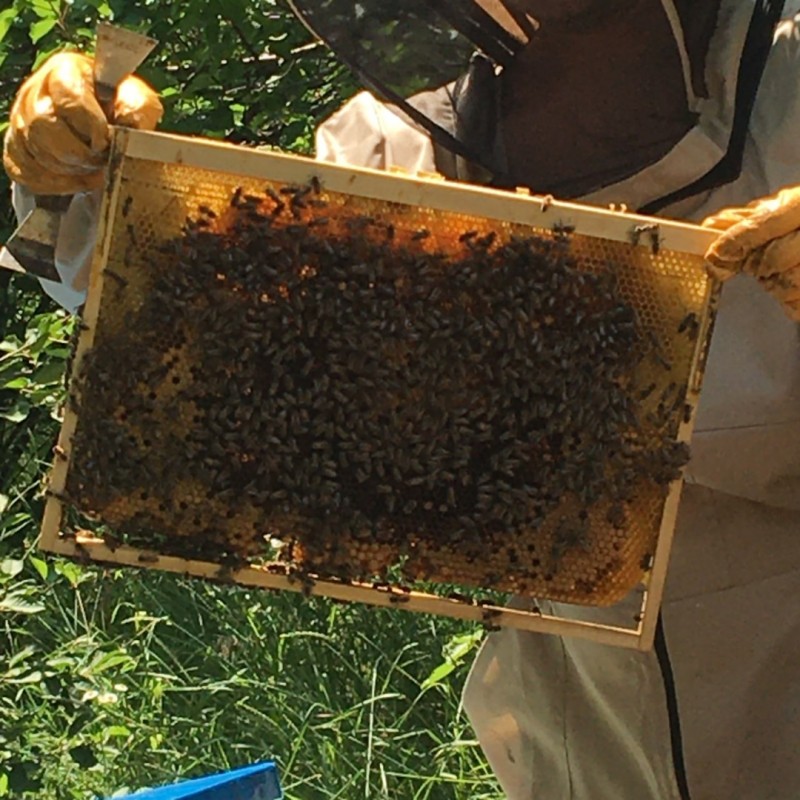 Фото 2. Продам пчелосемьи с матками