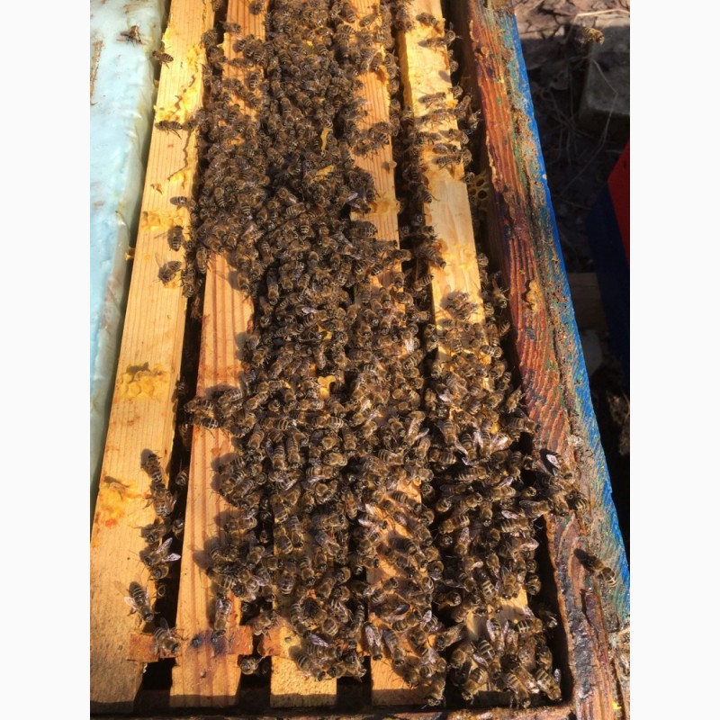 Фото 3. Продам пчелосемьи с матками