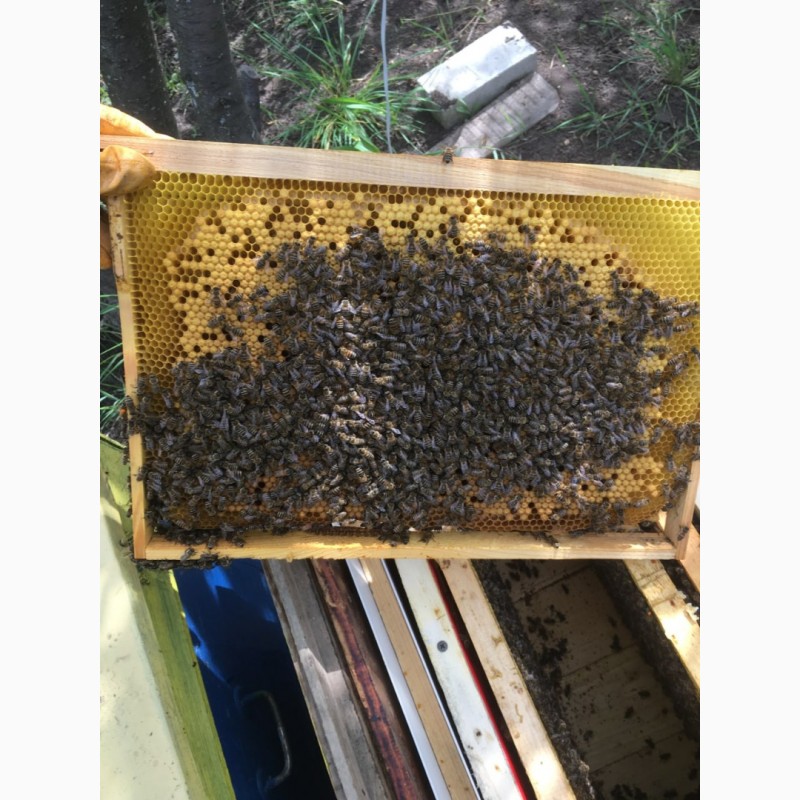 Фото 4. Продам пчелосемьи с матками