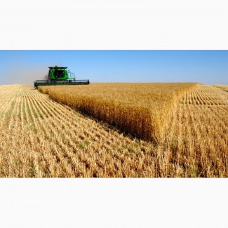 Велика компанія на постійній основі і на вигідних умовах закуповує пшеницю