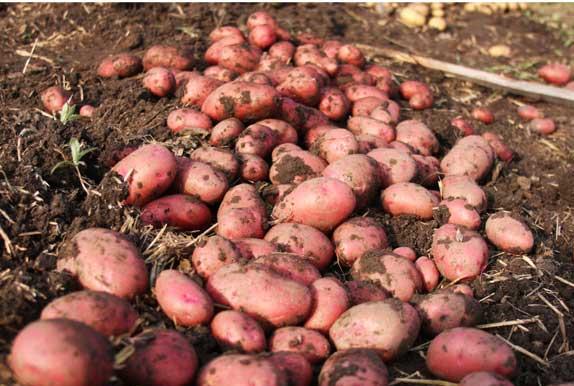 Фото 3. Продаем семенной картофель Лабелла I репродукции. Отправка по всей Украине