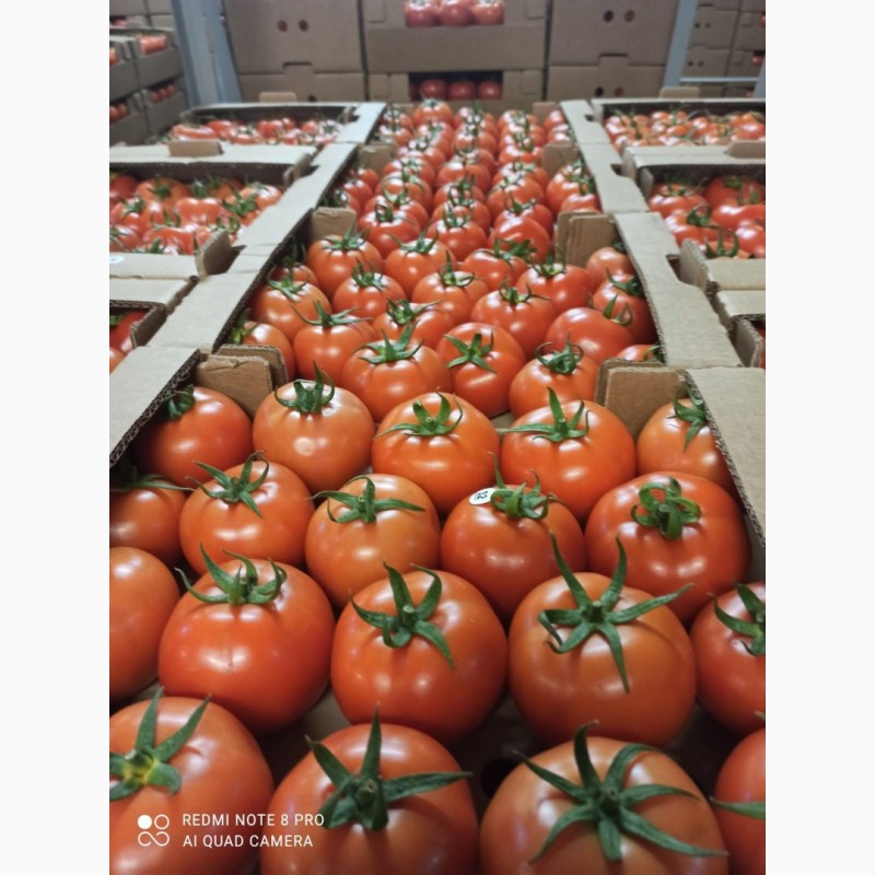 Фото 2. Продам цитрусовые и овощи с Турции от поставщика