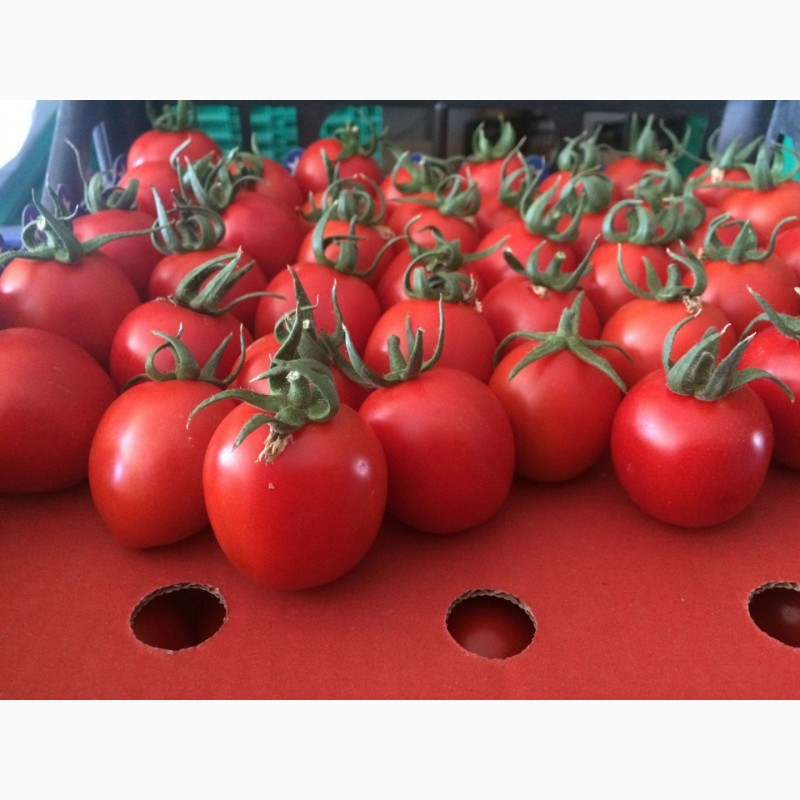 Фото 9. Продам цитрусовые и овощи с Турции от поставщика