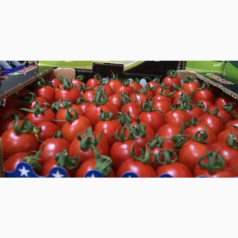 Фото 10. Продам цитрусовые и овощи с Турции от поставщика