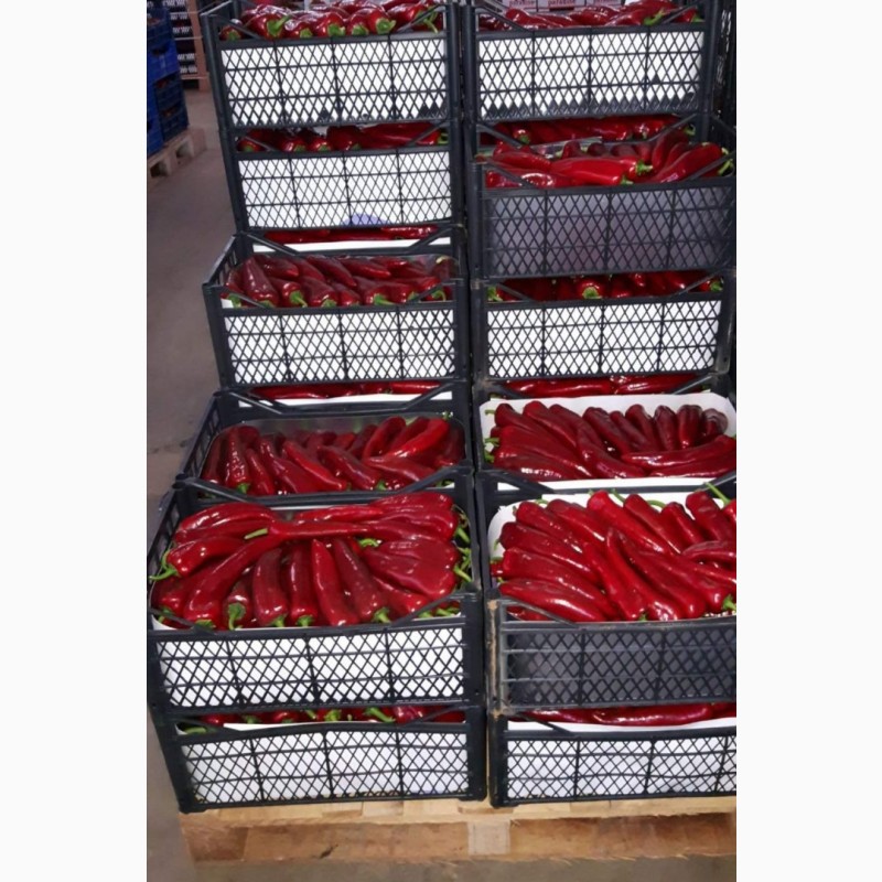 Фото 14. Продам цитрусовые и овощи с Турции от поставщика