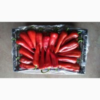 Продам цитрусовые и овощи с Турции от поставщика