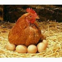 Курячі інкубаційні яйця РеДБро
