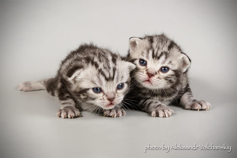 Фото 2. Американские короткошерстные котята