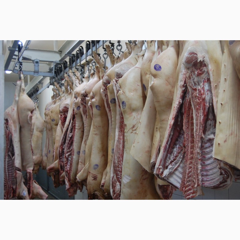 Фото 11. Продам свиниу и говядину охлажденую от производителя с 20 тонн
