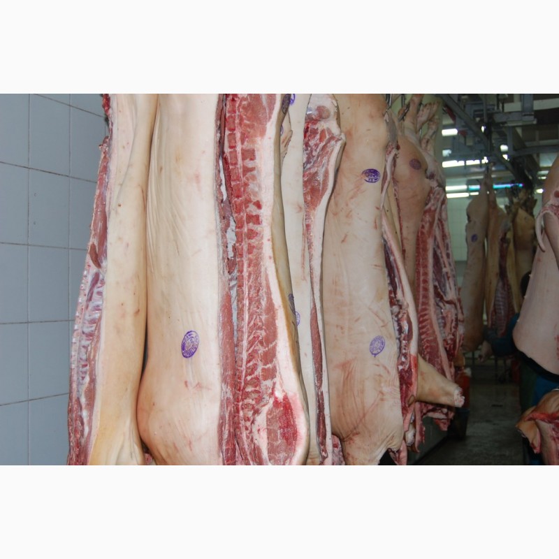 Фото 20. Продам свиниу и говядину охлажденую от производителя с 20 тонн