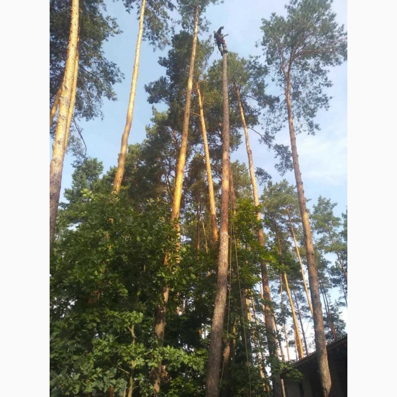 Фото 2. Професійний спил та видалення дерев у Києві та Київській області