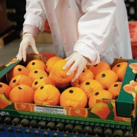 Работа для женщин в Литве на складе овощей и фруктов