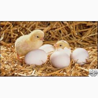 Продам інкубаційне яйце бройлерів, мясояєчних кросів та водоплавної птиці