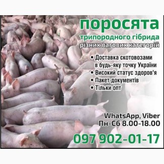 Поросята оптом. 8-12 кг, 23-26 кг, 70-85 кг