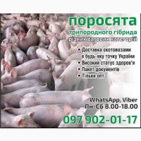 Поросята оптом. 8-12 кг, 23-26 кг, 70-85 кг