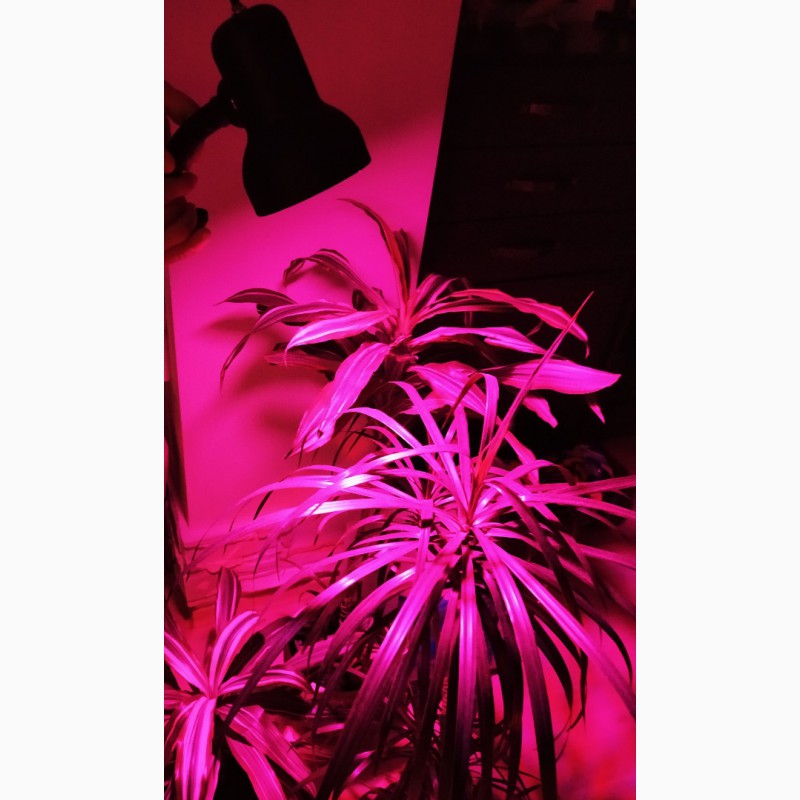 Фото 6. Фитолампа 80 LED для растений. 80 светодиодов полный спектр 6 Вт 220V