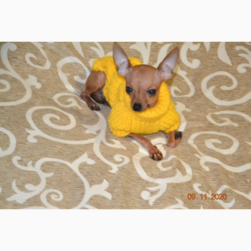 Фото 9. Одежда для миниатюрных Собак любого пола Ручное вязание