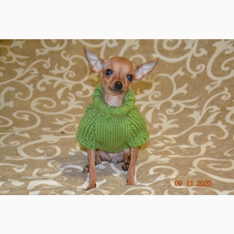 Фото 2. Одежда для миниатюрных Собак любого пола Ручное вязание