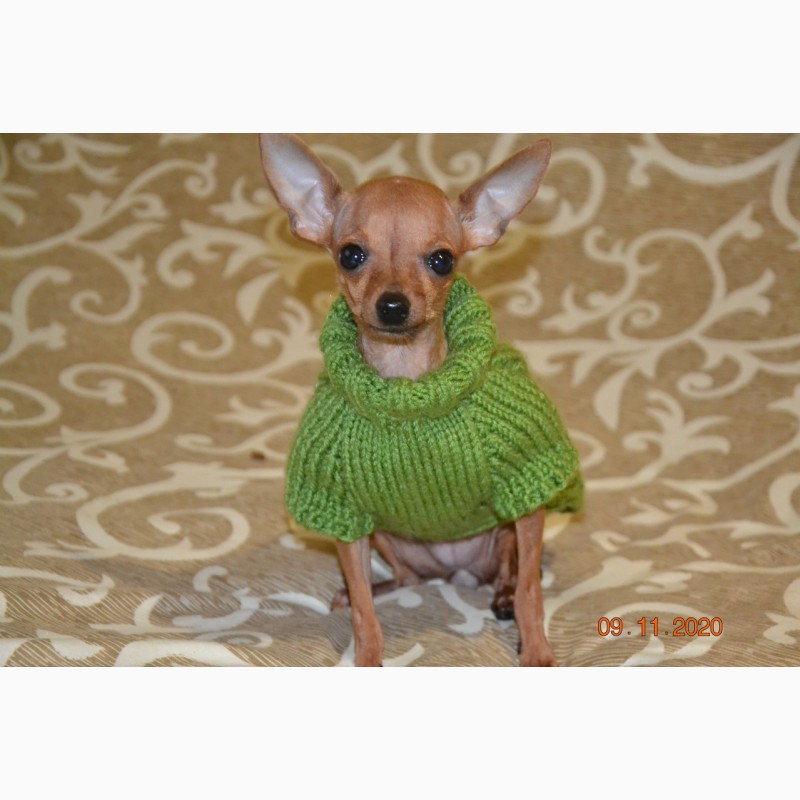 Фото 8. Одежда для миниатюрных Собак любого пола Ручное вязание