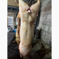 Туши свинины цена