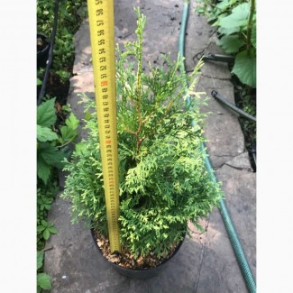 Туя западная Колумна(Thuja occidentalis ‘Columna) – 0, 80 см