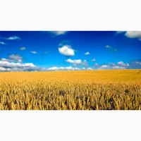 КУПЛЮ пшеницу фураж (4класс)