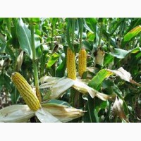 Агро-Ритм: Гибрид кукурузы Манифик