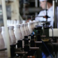 Работа для женщин и мужчин на производстве йогуртов в Чехии