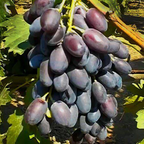 Фото 5. Ранние привитые сорта винограда