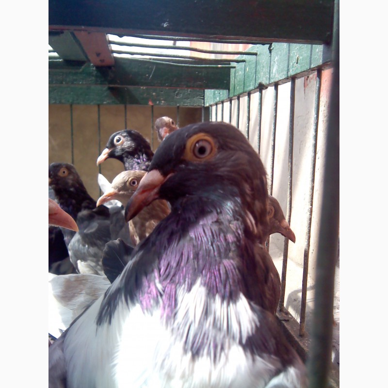 Фото 3. Продам элитных одесских голубей
