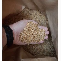 Семена пшеницы TESLA, канадский трансгенный сорт мягкой (двуручки) пшеницы