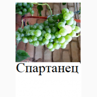 Винные привитые сорта винограда