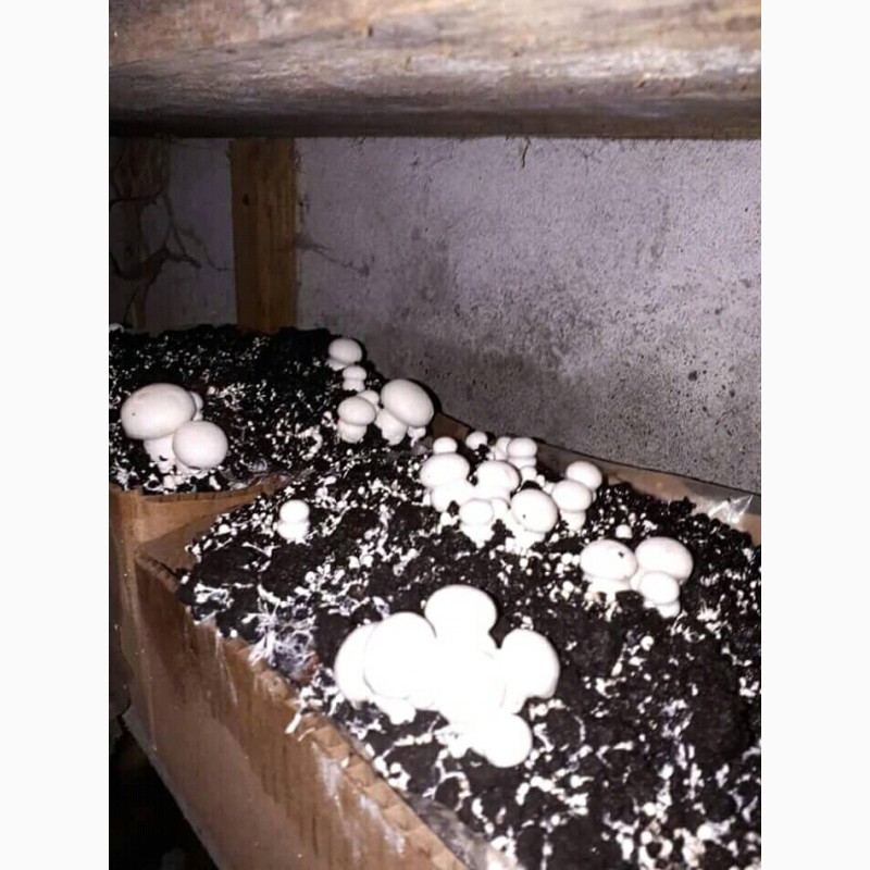 Фото 4. Набор для выращивания грибов шампиньонов