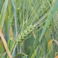 Пшениця озима м #039; яка сорт Манера Одеська