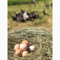 Фермерські яйця курячі, вільного вигулу (ОПТ)