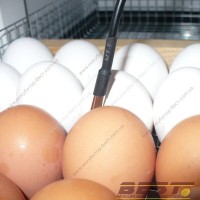 Інкубатор Бест-1000 для яєць промисловий