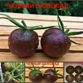Семена томатов в Украине