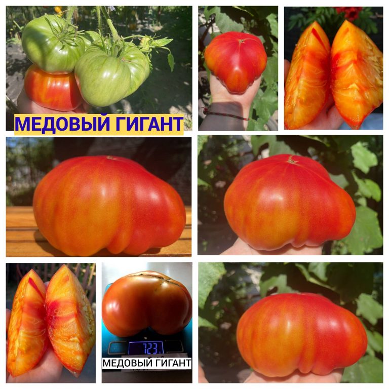 Фото 2. Семена томатов в Украине
