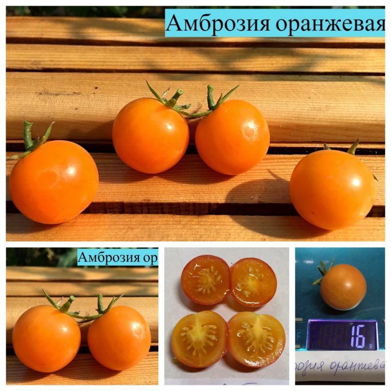 Фото 3. Семена томатов в Украине