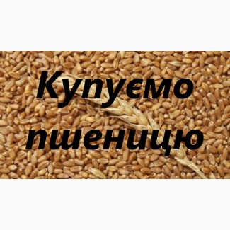 Купуємо ПШЕНИЦЮ