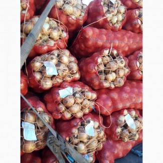 Цибуля ріпчаста, новий врожай, Азербайджан