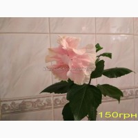 Гибискус комнатный персиковый махровый китайская роза