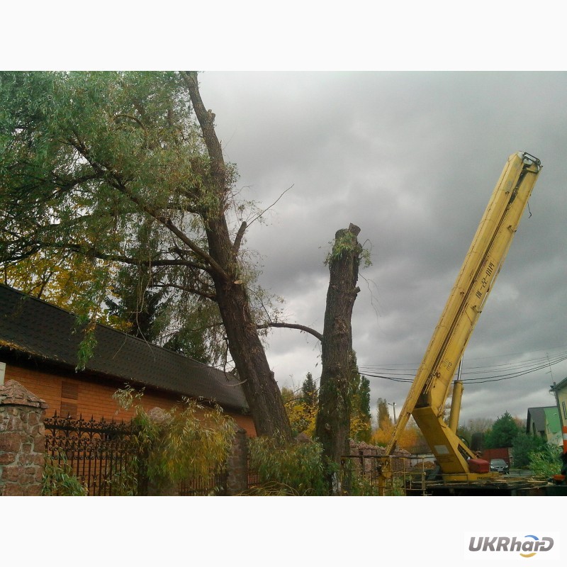 Фото 6. Спил деревьев Киев. Удаление пней, вывоз веток